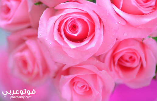 فوتو عربي اجمل صور خلفيات واتس اب جديدة 2020