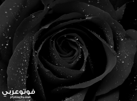 فوتو عربي احدث صور سوداء 2020 حديثة