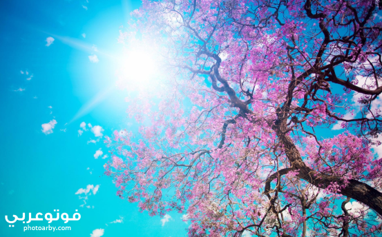 334 Best خلفيات Images In 2020 High Resolution Field Wallpaper Bokeh Wallpaper