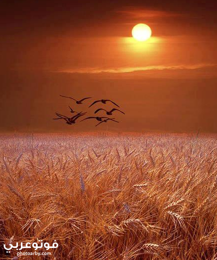 فوتو عربي صور رومانسية لشروق الشمس في بعض الأماكن
