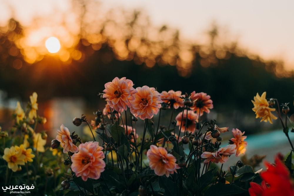 فوتو عربي شخصيات مؤثرة علي السوشيال ميديا أثار عبد الرؤوف Athar Abdelraouf